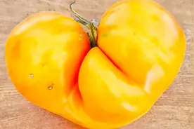 正在消失的六种水果，只恨当初没有多吃一些，如今你能买到几种？图片