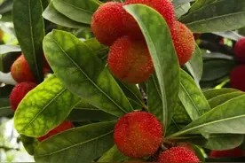 一起动手制作一杯酸甜可口的杨梅汤！图片