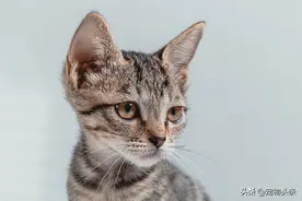 猫的支气管败血性博德特菌感染有什么疗效？图片