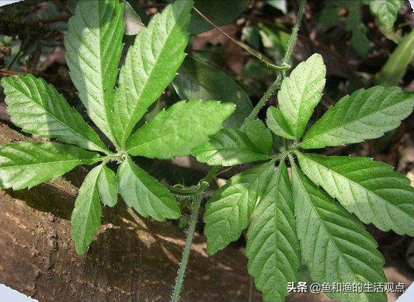 踏春必备“百草图”之三，身边那些有价值的野草，你能认识几种？