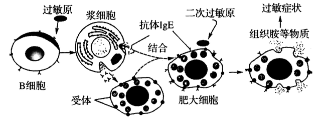 河南名校！省实验中学2021-2022学年高三上学期期中生物试题答案
