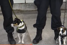 南京地铁超小号警犬入列：“状元豆”和“糖芋苗”国庆正式上岗图片