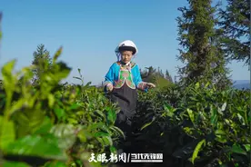 盛开在贵州普安茶山上的“四朵金花”图片