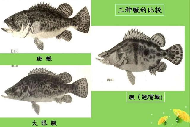 黑龙江鱼类"三花五罗十八子"名实考(最新修订版)