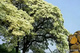 安丘：辉渠张家溜村千年流苏园盛花期如期而至图片