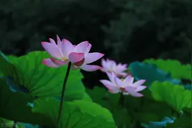这对六旬夫妻的相处方式，堪称楷模，适合50到65岁的人看看图片