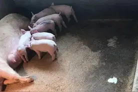 猪拉稀？治疗方法你对了吗？图片