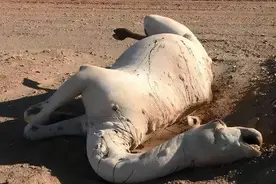 沙漠中遇到死去的骆驼，为什么不能去碰？碰了会是什么下场？图片