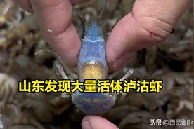 是地震的预兆吗？山东烟台出现大量活体泸沽虾，密密麻麻铺满海滩图片