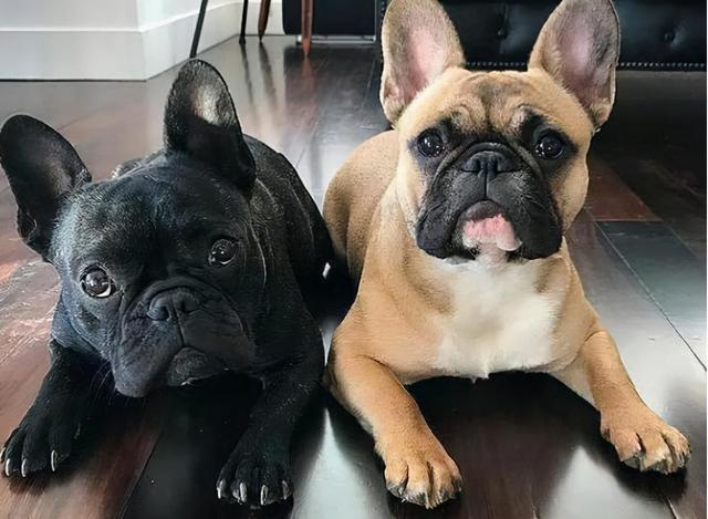 “富养界的天花板”法斗犬，这七大缺点，接受了才是真爱