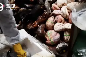 邱嘉秋：与野生病毒的数次擦身而过图片