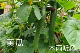 黄瓜什么时候浇水比较好？黄瓜对水分的需求规律图片