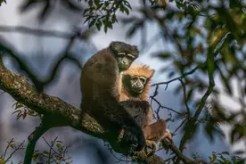 探秘高黎贡山，邂逅世界最濒危的长臂猿——天行长臂猿图片