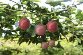 俗语“秋吃酸，病不沾”，4种酸果要多吃，清润生津，安稳过秋天图片
