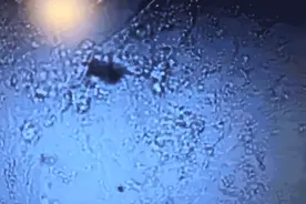 “天宫课堂”没看够？武汉名师这样解读太空实验背后的知识点图片