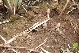 云南神奇玉米地，长出大量昂贵的鸡枞菌，难道是啥“风水宝地”？图片