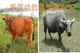 为什么黄牛和水牛不能杂交？如果能，你见过吗？长啥样？图片