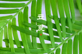 “立夏吃5食，不劳郎中忙”！应季而食多受益，平安入夏少生病图片