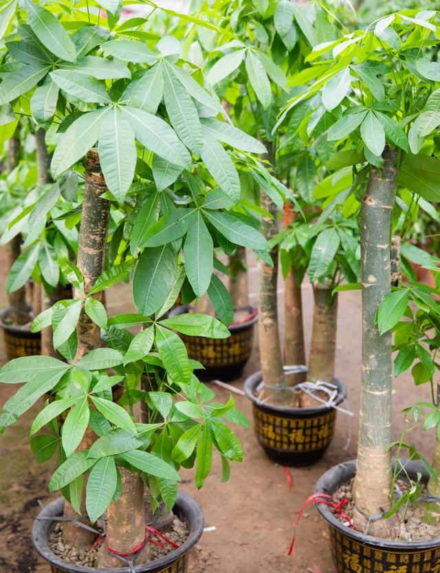 发财树喜阴还是喜阳？很多人都养错了，难怪长不旺