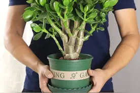 玉树喜光还是耐阴？很多人都搞错了，难怪养不好图片