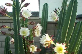 浙江一小妹妹，随手种的“量天尺”，窜了几米高，开花惊呆了！图片