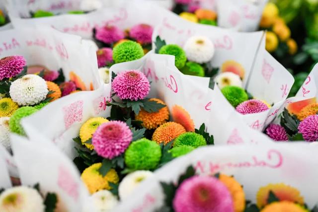 西安这个曾经全国最大的毛巾厂,现在竟搞起了花鸟鱼市的生意