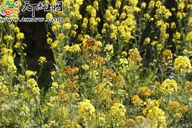 看，故居油菜花"红"了！图片