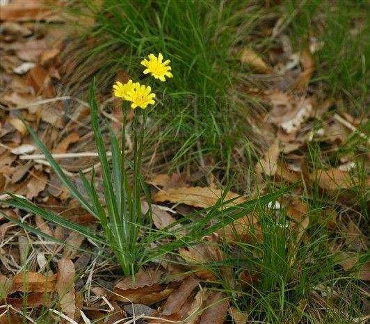 楦﹁懕灞炴鐗╃殑鐗圭偣鍙婄敤閫? onerror=