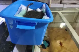 给观赏鱼打氧，包括了下述的所有方式，不仅仅依靠氧气泵图片