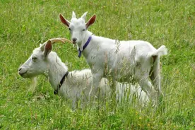 羊痘防治全攻略：症状、治疗、预防，轻松应对羊痘问题！图片