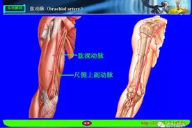 收藏！上肢血管解剖的详细超声图解图片