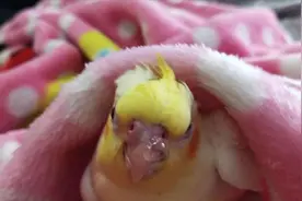 家养鹦鹉常见疾病防治指南！收藏有用图片