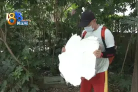 墙皮像“纸片”般飘落 外立面没一次完整过？图片