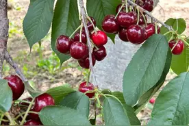 昌平5000亩樱桃熟啦！来“逛吃”3条观光采摘线路~图片