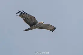 看！湿地精灵正翩翩起舞图片