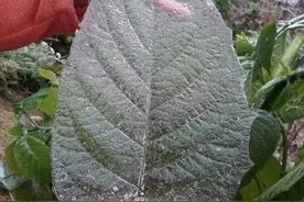 大千世界无奇不有！19张照片，19个你绝对没见过的神奇现象图片