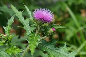 农村常见的3种植物，它们的根都是滋补佳品，可惜很多人不知道图片