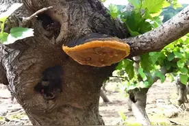 桑树上，有1种“黄金灵芝”，十分稀少、珍贵，能遇见就是福气！图片