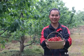 又是一年樱桃红 快递物流助力陕西樱桃飞往全国图片