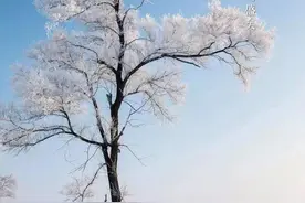 学会等待，等风来，等一场花开图片