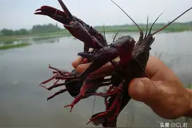 日本为何禁卖小龙虾？背后的原因来了，小龙虾还能不能吃？图片