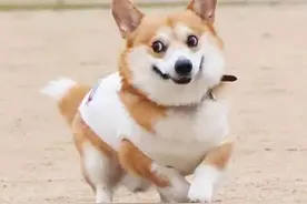 两色柯基和三色柯基哪个值钱？柯基三色贵还是双色贵？图片