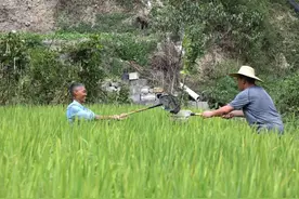 稻花香、鱼儿肥！观山湖区稻田里好多鱼鱼鱼……图片