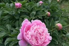 花相芍药，中国人的爱情花图片