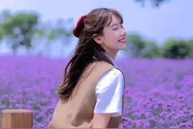 【薰衣草】图片