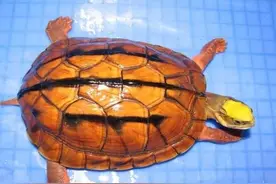 金融骗局——国内炒作过的商品（龟）图片