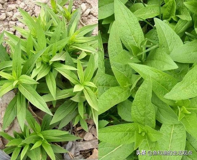踏春必备“百草图”之三，身边那些有价值的野草，你能认识几种？