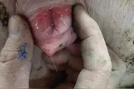 母猪的发情和发情周期图片