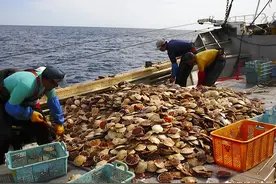 日本农水产品出口强劲，这些在中国卖得好图片