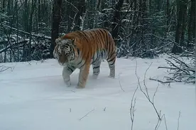 一年四季里，哪个季节的东北虎更猛？图片